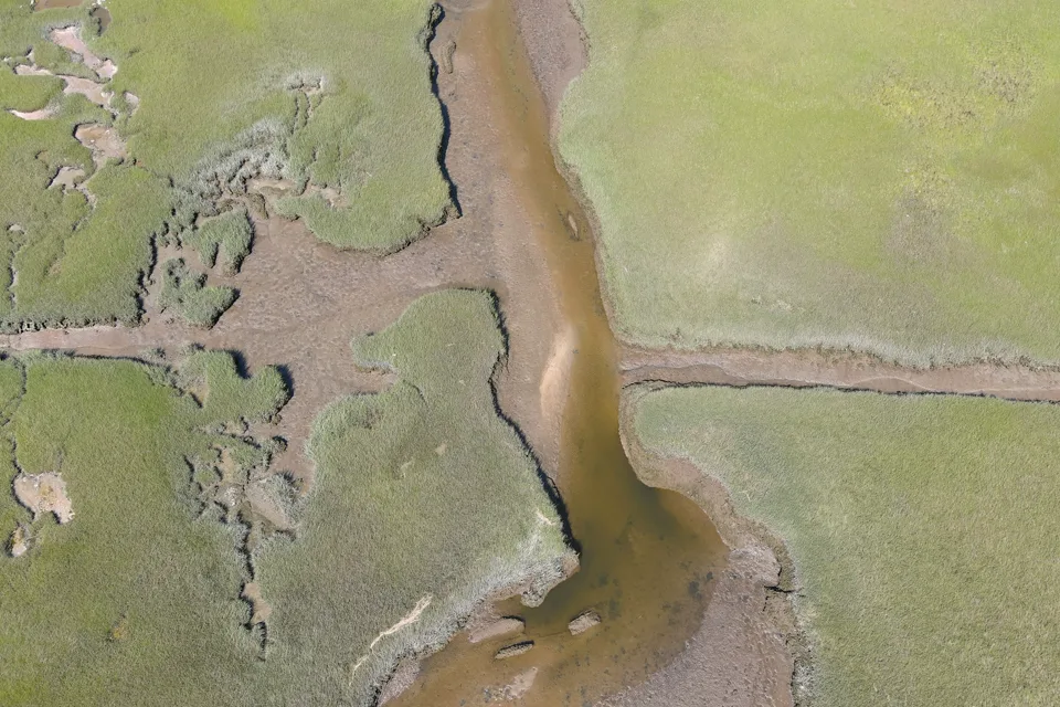Branching tidal channels seen directly above a Cape Cod salt marsh